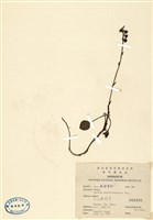 藏品(玉山鹿蹄草)的圖片